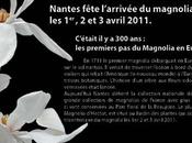 tricentenaire magnolia France
