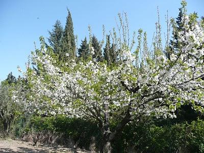 Cerisiers en fleur...