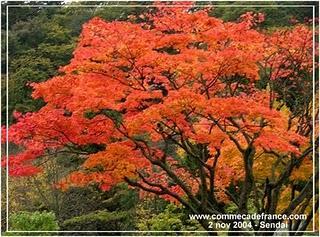 La vie à Sendai après le désastre. Témoignage et leçon de vie.