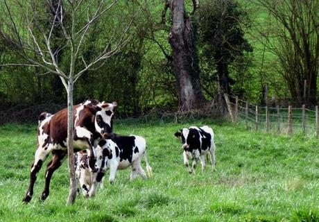 projet 52 – 13-52 projet 52 – 13-52