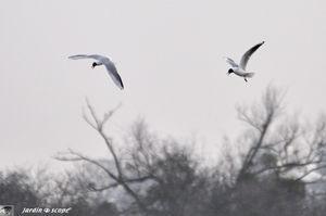 Mouette_dispute