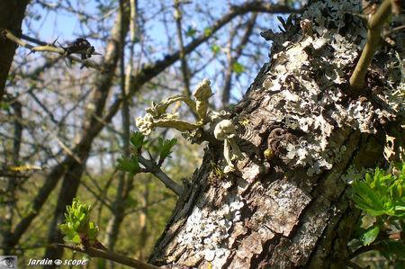 Bois_et_lichens