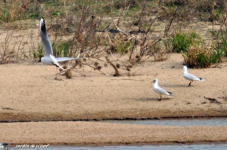 Manege_des_mouette