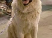 Dernière chance Salon Éleveurs Chiens Pure Race avril 2011 Centre Foire