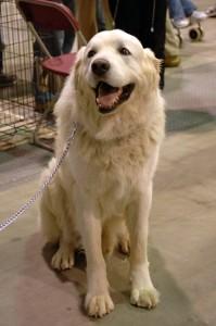 Salon des Éleveurs de Chiens Pure Race 