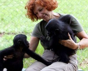 Bonobos_quand_les_grands_singes_racontent_leur_vie_au_cinema_img_left