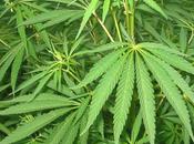 Deux étudiants font voler leurs plants cannabis