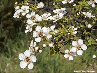 Eclaircir ses cheveux au miel (part. 2)