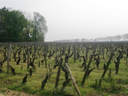 Vignes