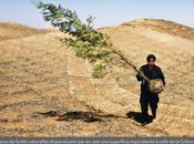 Affiches pédagogiques forêt, communauté vivante