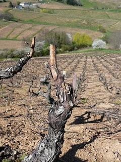 Flaneries romanes en Beaujolais