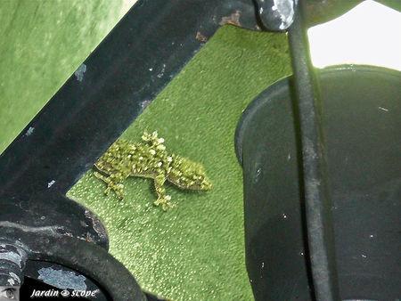 Gecko_Verruqueux