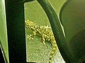 noctambule estival lampadaires…!