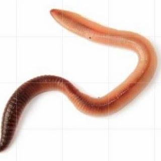 Des billets « vers » !