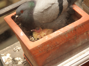 affreux pigeon
