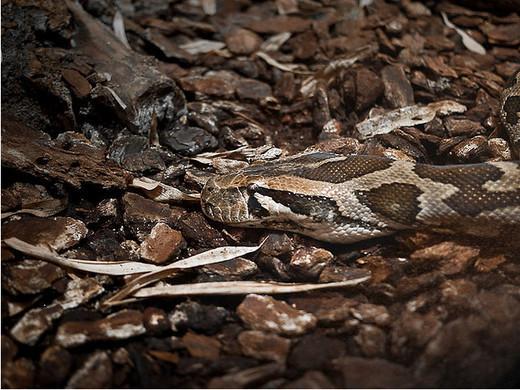 Photographie35 de camouflage d'animaux