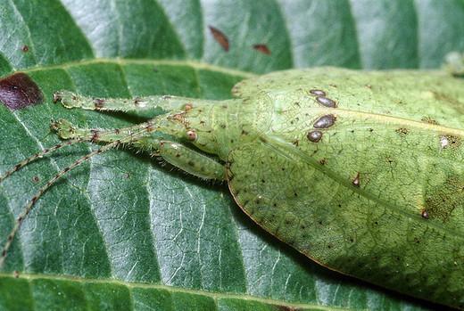 Photographie18 de camouflage d'animaux