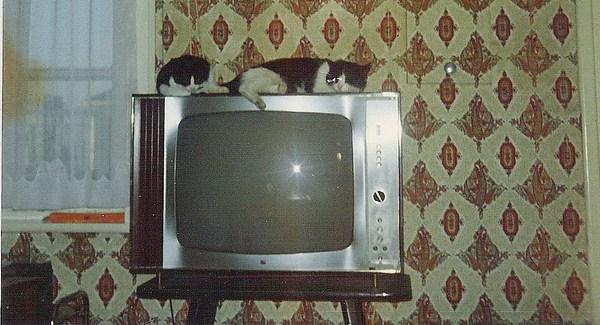 Où comment la télémoche m’empêche de bloguer!