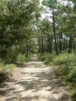 Sentier du Phare (Vendée)