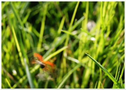 coccinelle Ladybird