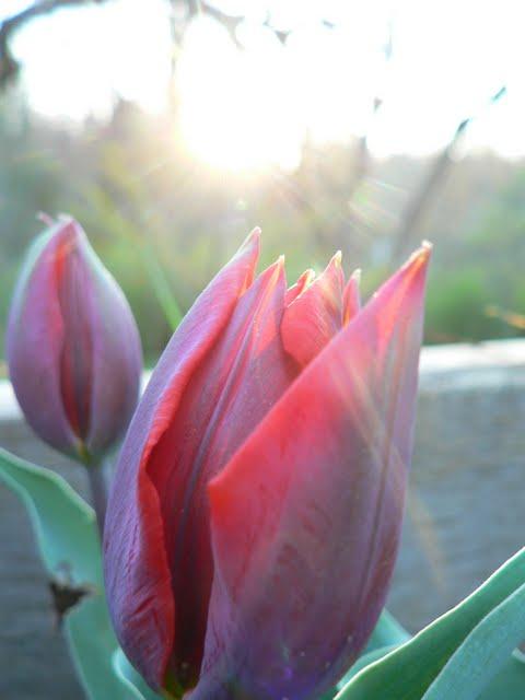 Activités Printanières