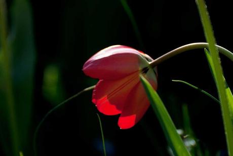 Survival gardenning : Début avril, sous un soleil d'été http://farm6.static.flickr.com/5141/5597945255_8940ef91c2_b.jpg