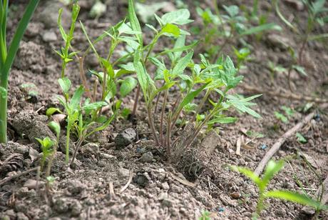 Survival gardenning : Début avril, sous un soleil d'été http://farm6.static.flickr.com/5030/5597944173_603cfa6077_b.jpg