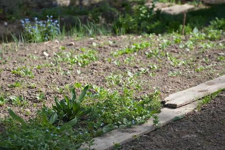 Survival gardenning : Début avril, sous un soleil d'été http://farm6.static.flickr.com/5223/5597944481_8208ab7e92_b.jpg