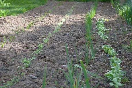 Survival gardenning : Début avril, sous un soleil d'été http://farm6.static.flickr.com/5104/5598525574_1e1d779c87_b.jpg