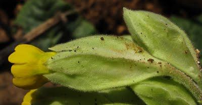 Nouvelles espèces dans le Monde de Lupa