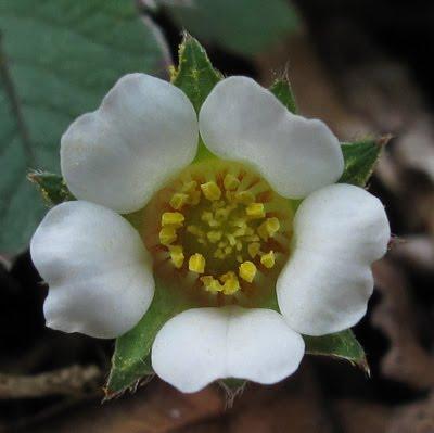 Nouvelles espèces dans le Monde de Lupa