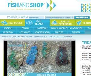 Fishandshop.com : Un site marchand à destination des passionnés d'aquariophilie