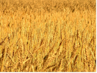 Organisme Naturellement Modifié.