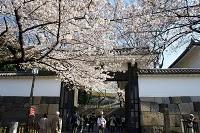 Printemps 2011, Sakura