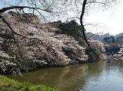 Printemps 2011, Sakura