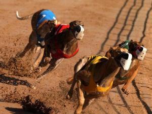 Le FN, nouvel idiot utile ?