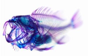 Les poissons transparents de Iori Tomita