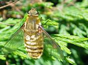 mouche faux airs d'abeille…!