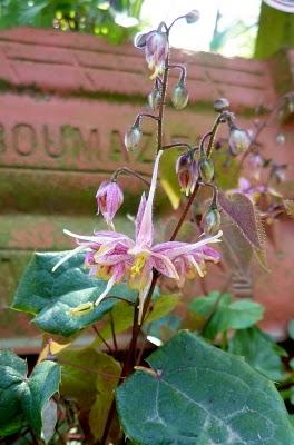 Quelques couleurs de plus au jardin pour vous souhaiter à...