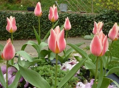 Quelques couleurs de plus au jardin pour vous souhaiter à...