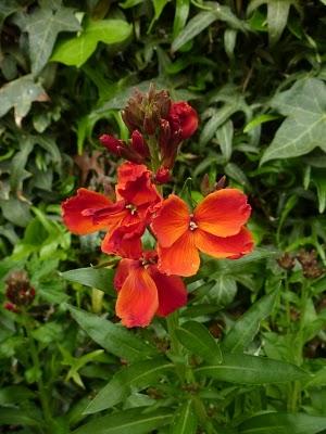 Quelques couleurs de plus au jardin pour vous souhaiter à...