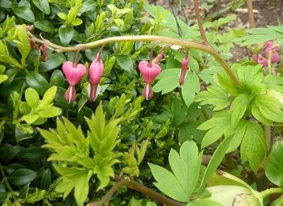 Quelques couleurs de plus au jardin pour vous souhaiter à...