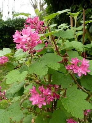 Quelques couleurs de plus au jardin pour vous souhaiter à...
