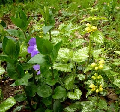 Quelques couleurs de plus au jardin pour vous souhaiter à...