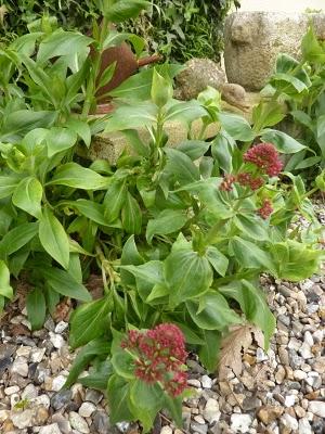 Quelques couleurs de plus au jardin pour vous souhaiter à...