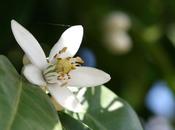 Crème fraîche battue pétales fleur d’oranger