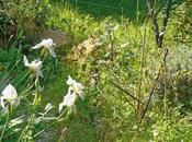 Avril 2011 Désherbage premiers plants potager