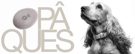 photo Cookies Pâques