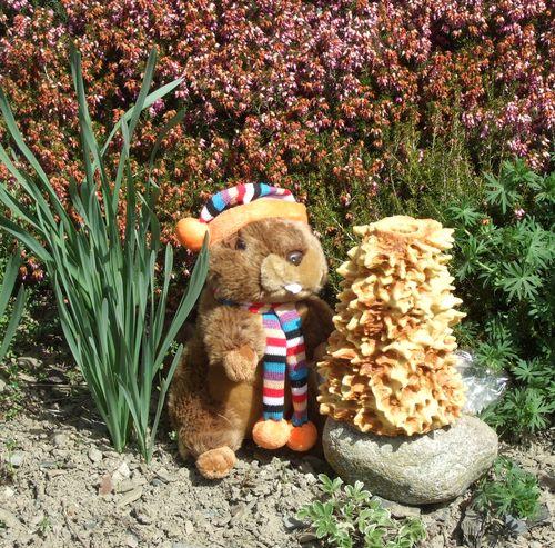 Marmotte et son rocher fervente militante de l'association
