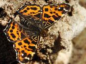 dimorphisme saisonnier étonnant...!